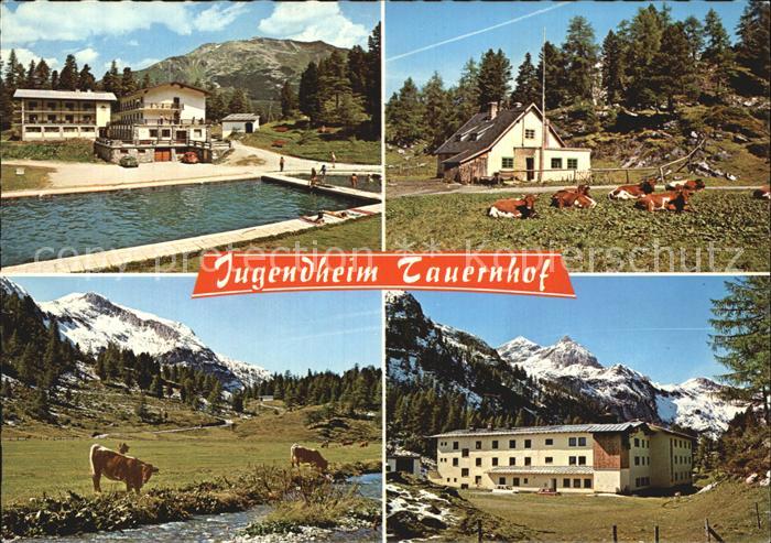Obertauern Jugendheim Ferienheim Tauernhof Kuehe am Fluss Alpen