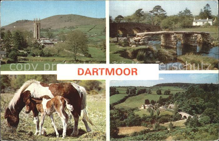 Dartmoor Pony Bruecke