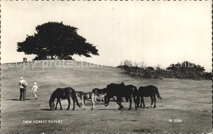 New Forest Pony
