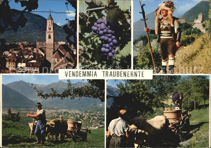 Bozen Suedtirol Traubenernte