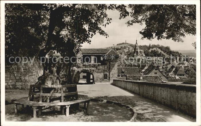 TueBINGEN BW Blick von Schlosslinde