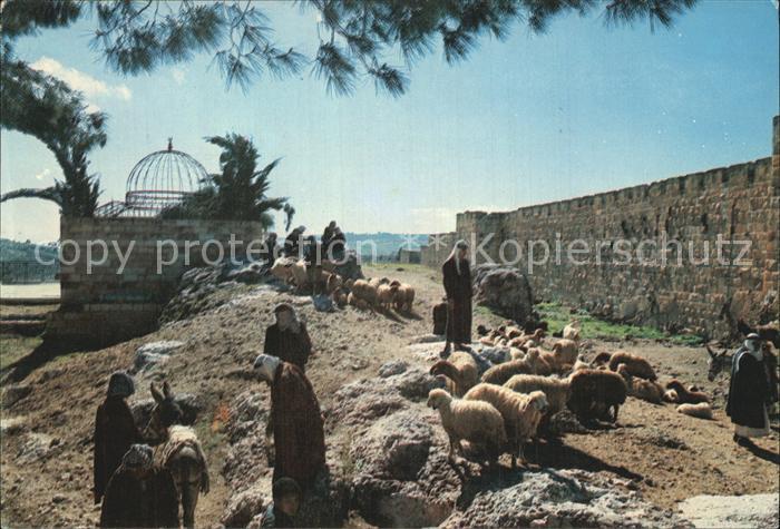 Jerusalem Yerushalayim Cattle Market