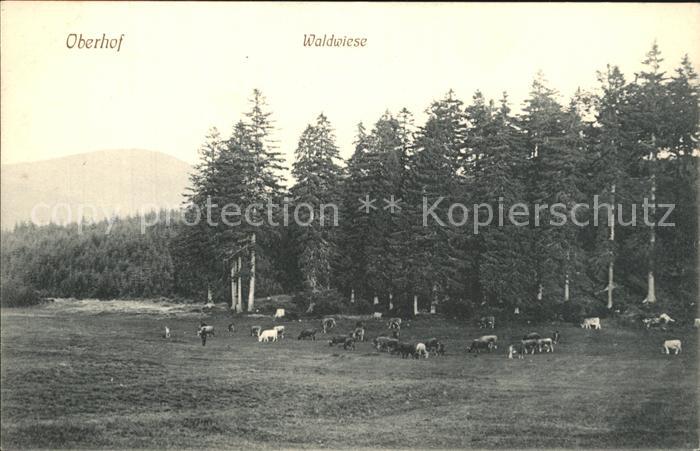 Oberhof Thueringen Waldwiese