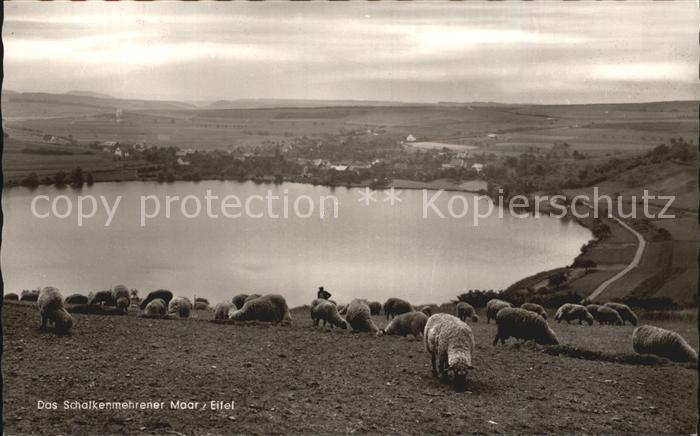 Schalkenmehren Schalkenmehrerner Maar Schafherde