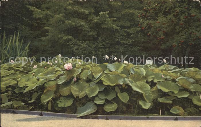 Blumen Lotosblume Botanischer Garten Berlin-Da