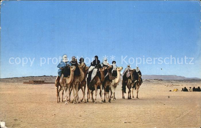 Kamel  Camel Chameau Hoggar Groupe de Touaregs
