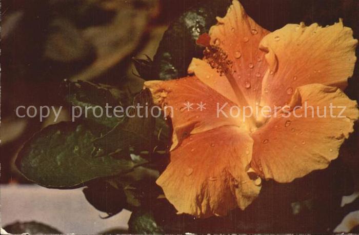 Blumen Hibiscus Hawaii