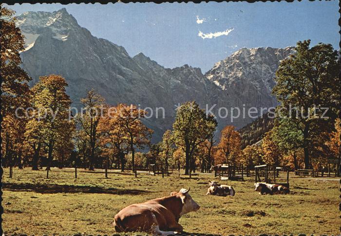 Kuehe Grosser Ahornboden Engalm Karwendel Tirol