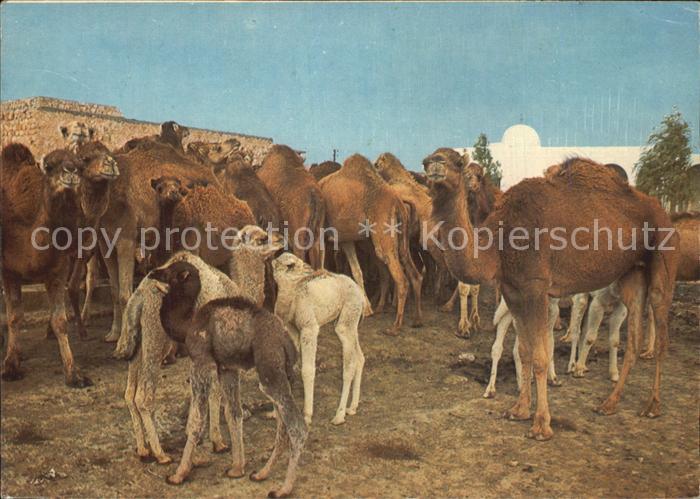 Kamel  Camel Chameau Tunesien Kamelherde