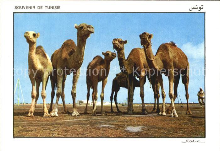 Kamel  Camel Chameau Tunesien Tunisie