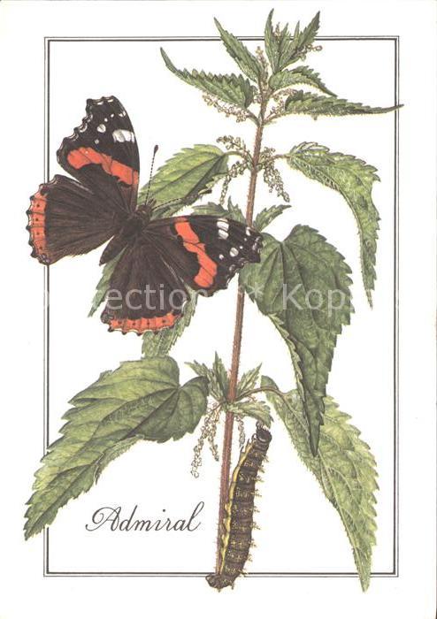 Schmetterlinge Admiral Kuenstlerkarte M. Kleinwaechter