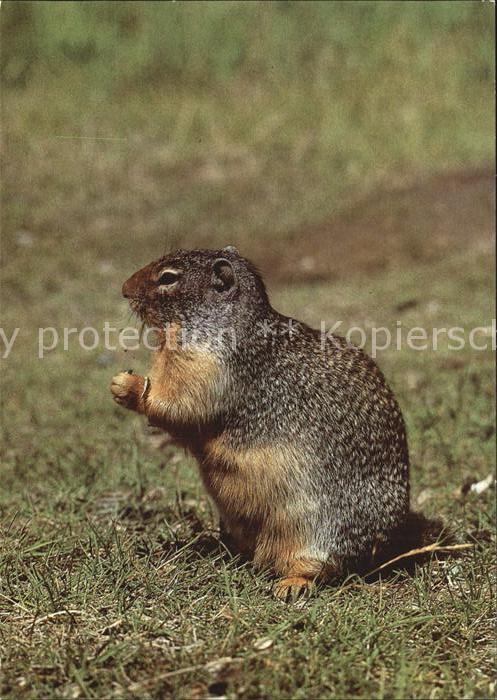 Tiere Nordamerikanisches Backenhoernchen