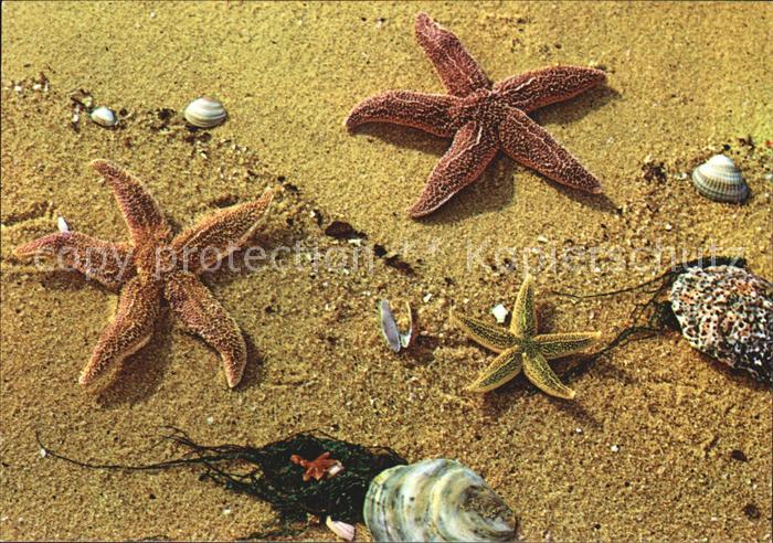Meerestiere Seesterne Muscheln Sylt