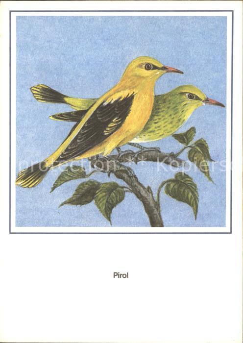 Voegel Birds Oiseaux Uccelli Pajaros-- Pirol Entwurf R. Schiller