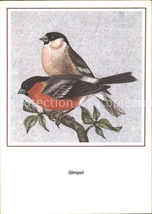 Voegel Birds Oiseaux Uccelli Pajaros-- Gimpel Entwurf R. Schiller