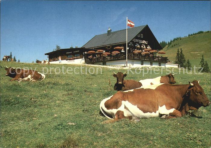 Kuehe Haus Schönblick Lofer Salzburger Land
