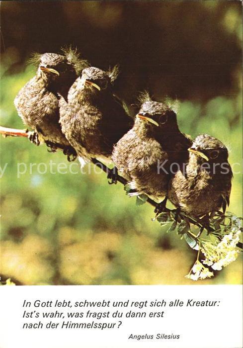 Voegel Birds Oiseaux Uccelli Pajaros-- Spruch Angelus Silesius