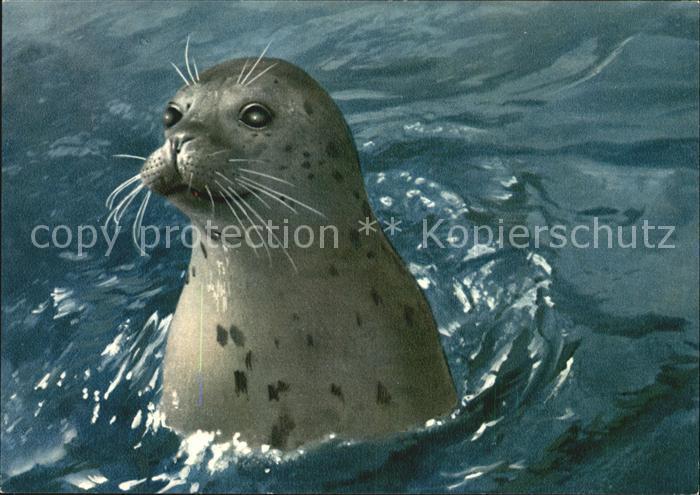 Seehunde Robben