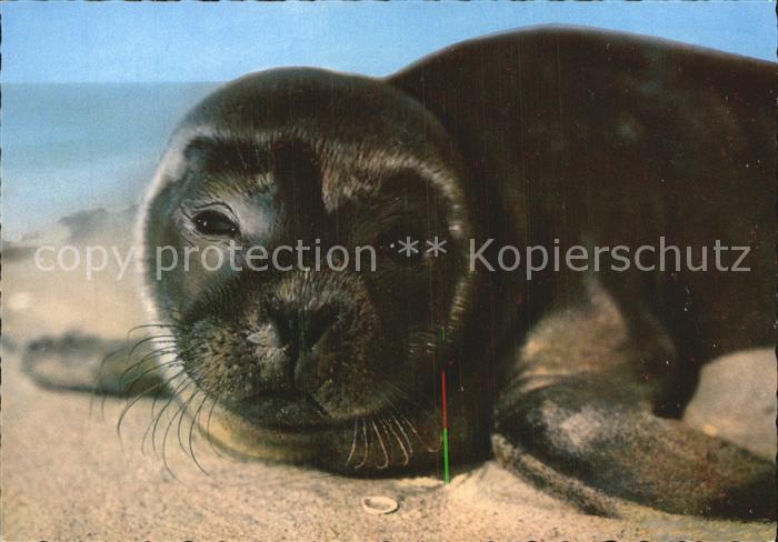 Seehunde Robben Junger Seehund Nordseestrand