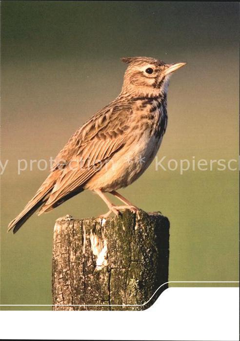 Voegel Birds Oiseaux Uccelli Pajaros-- Feldlerche Artenschutz Sachsen Bodenbruet