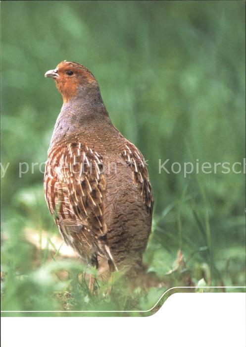 Voegel Birds Oiseaux Uccelli Pajaros-- Rebhuhn Artenschutz Sachsen Bodenbrueterp