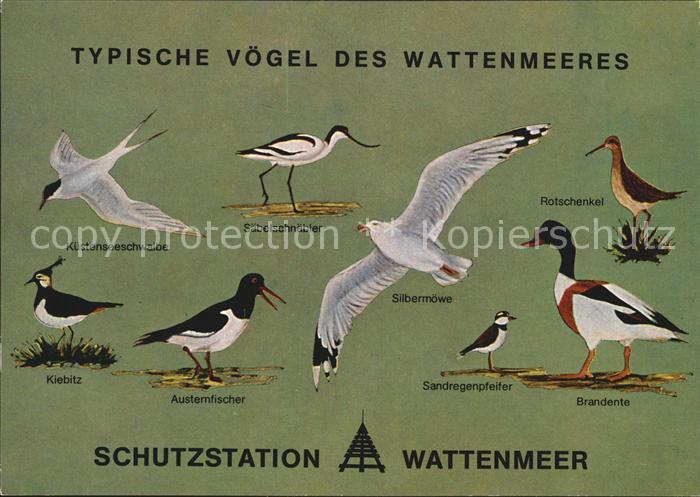 Voegel Birds Oiseaux Uccelli Pajaros-- Wattenmeer Kuestenseeschwalbe Brandente R