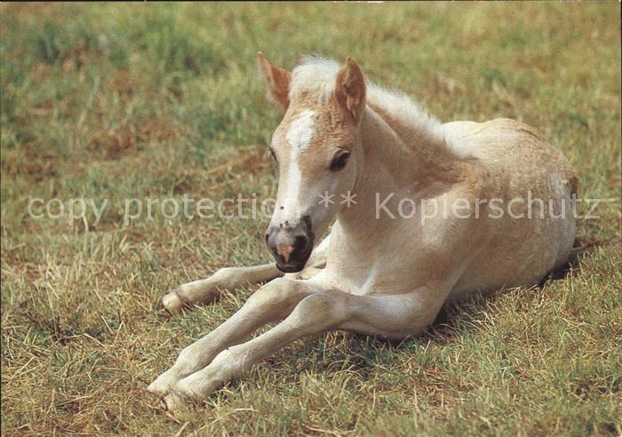 Pferde Fohlen