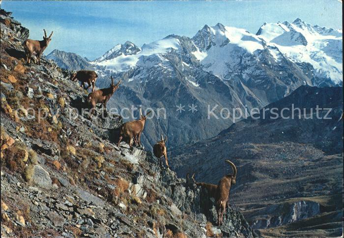 Steinbock Valle d Aosta Parco nazionale Gran Paradiso