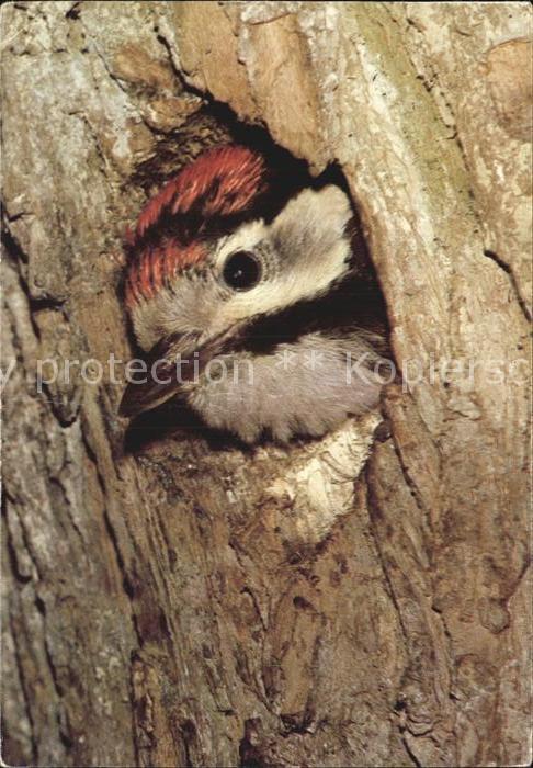 Voegel Birds Oiseaux Uccelli Pajaros-- Junger Buntspecht Spendenkarte