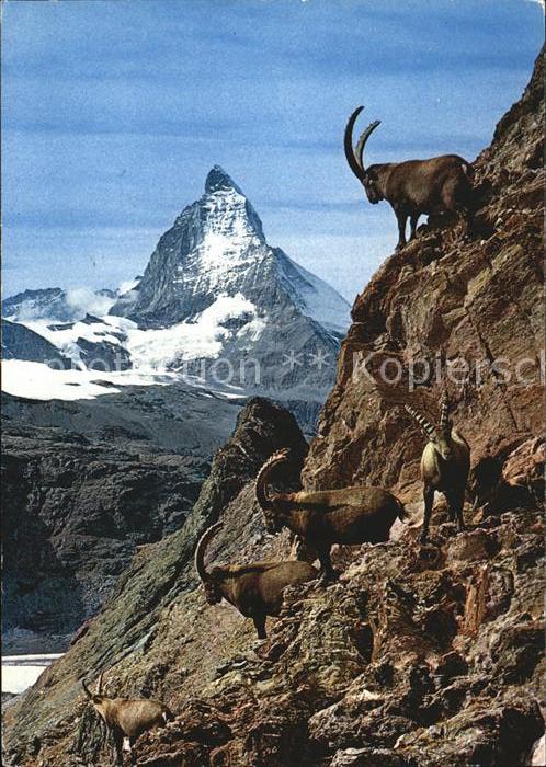 Steinbock Zermatt Steinwild Matterhorn
