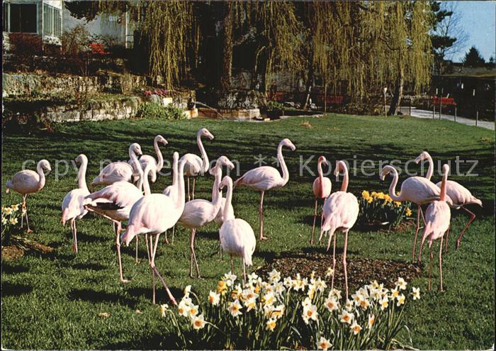 Flamingo Zoo Zuerich