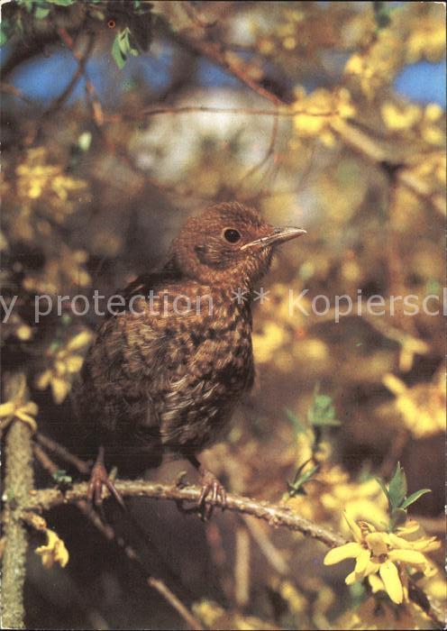 Voegel Birds Oiseaux Uccelli Pajaros--