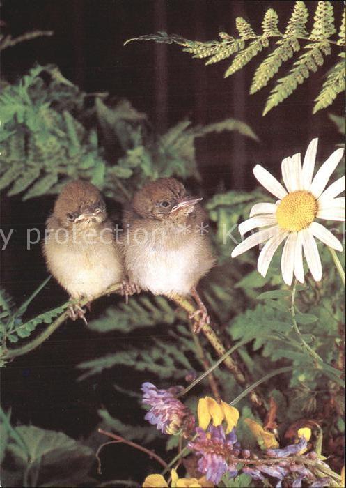 Voegel Birds Oiseaux Uccelli Pajaros--