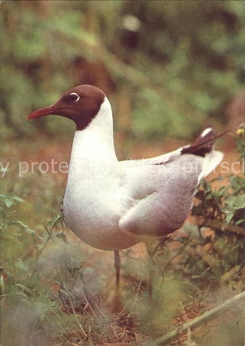 Voegel Birds Oiseaux Uccelli Pajaros-- Lachmoewe