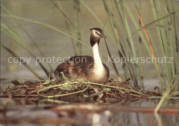 Voegel Birds Oiseaux Uccelli Pajaros-- Haubentaucher
