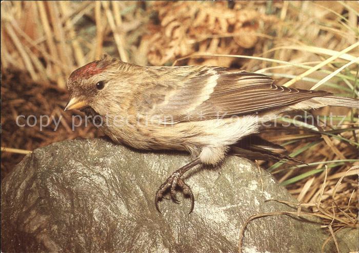 Voegel Birds Oiseaux Uccelli Pajaros-- Birkenzeisig