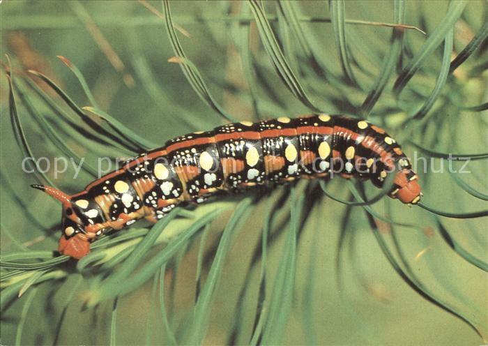 Insekten Raupe Wolfsmilchschwaermer