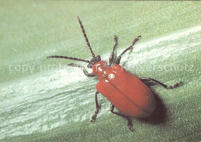 Insekten Lilienhaehnchen