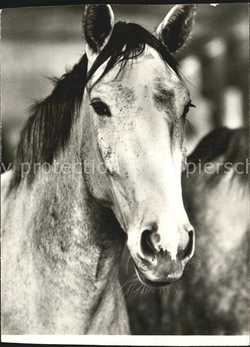 Pferde Zweijaehriger Warmblutschimmel
