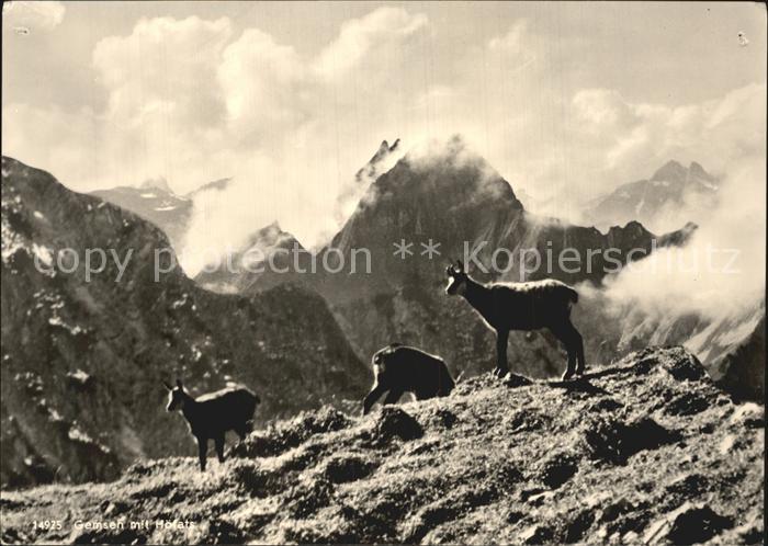 Gemse Höfats Allgäuer Alpen