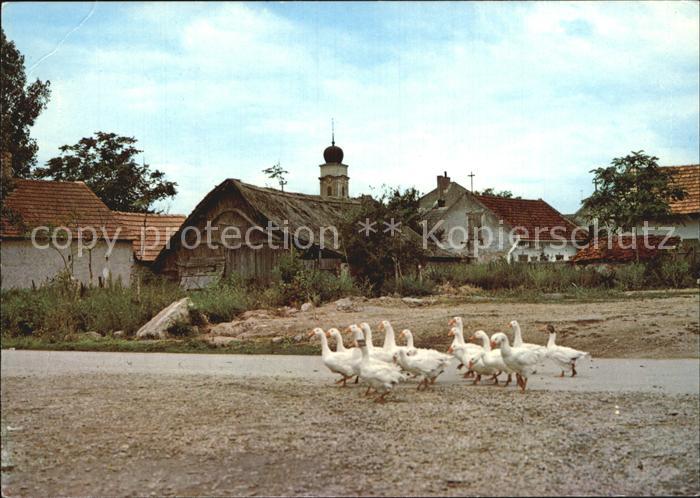 Gefluegel Gaense Burgenland