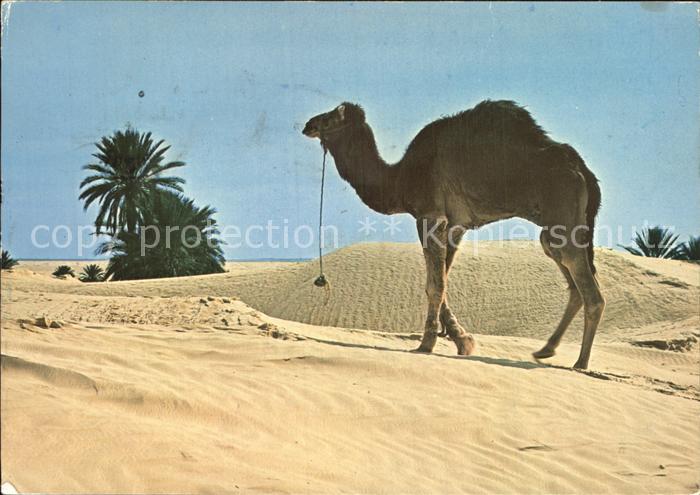 Kamel  Camel Chameau Douz Sud Tunisie