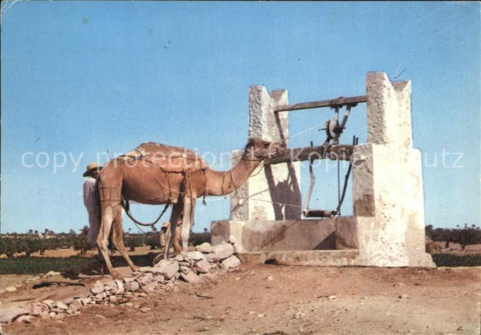 Kamel  Camel Chameau Puits a Djerba Tunisie