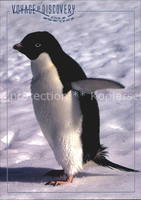 Pinguin Adelie Penguin