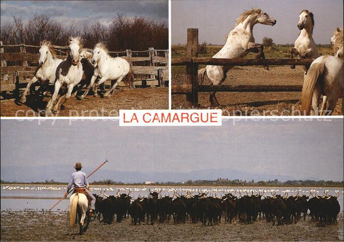 Pferde Chevaux et Taureaux Camargue Gardian