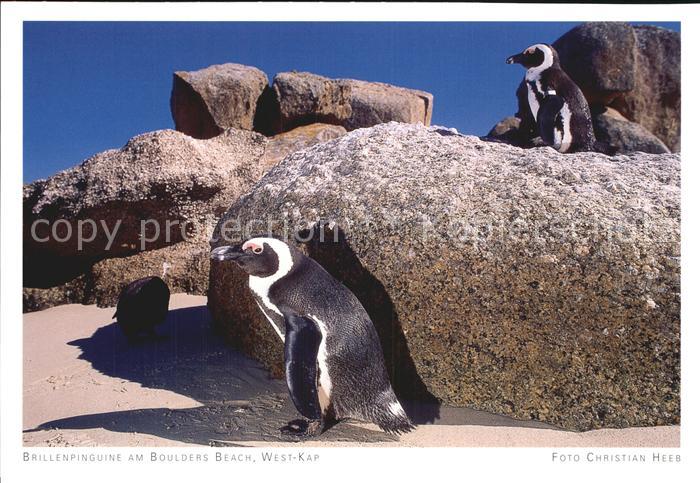 Pinguin Brillenpinguine Boulders Beach West-Kap
