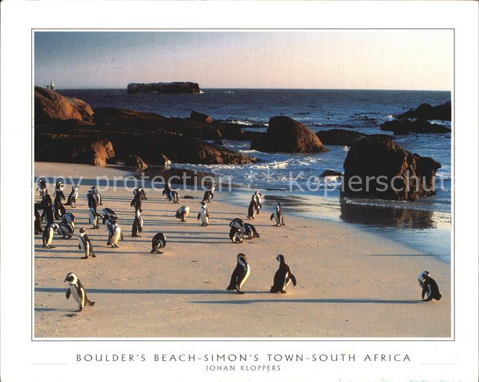 Pinguin Jackass Penguin Boulder's Beach Simon's Town South Africa