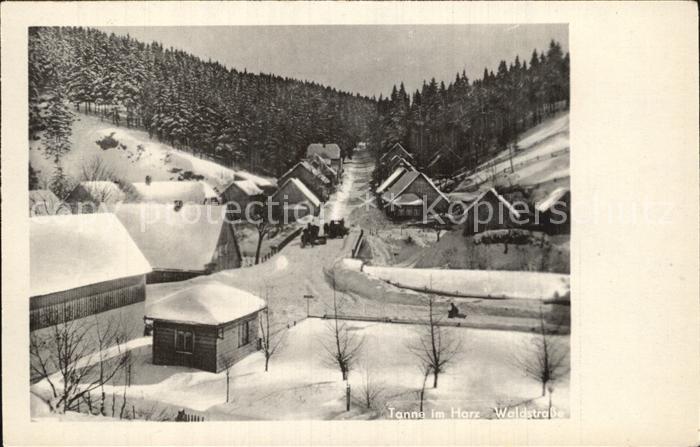 Tanne Harz Waldstrasse