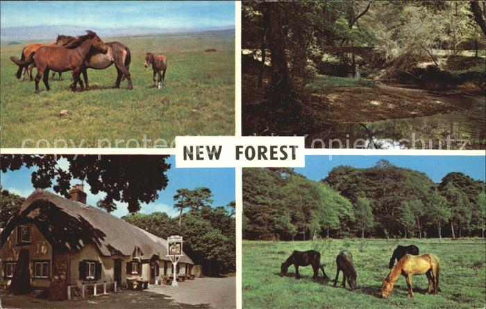 New Forest Ponies Highland Water Cat and Fiddle Inn