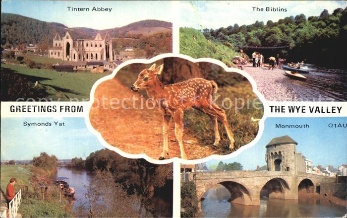Wye Tintern Abbey The Biblins Symonds Yat Monmouth Bambi